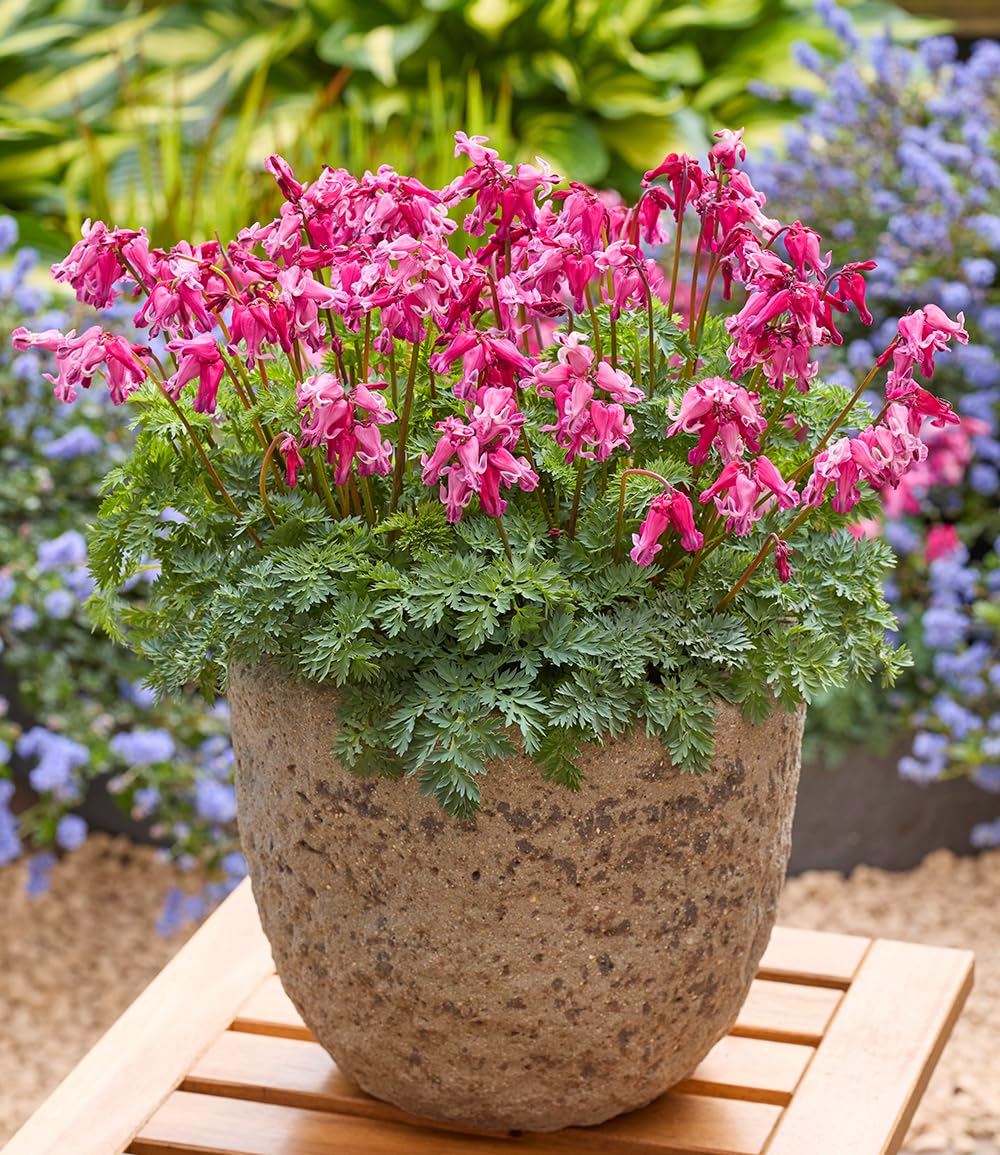 baldur-garten-tr-nendes-herz-passion-hearts-staude-im-9x9-cm-topf-ca-60-cm image 3