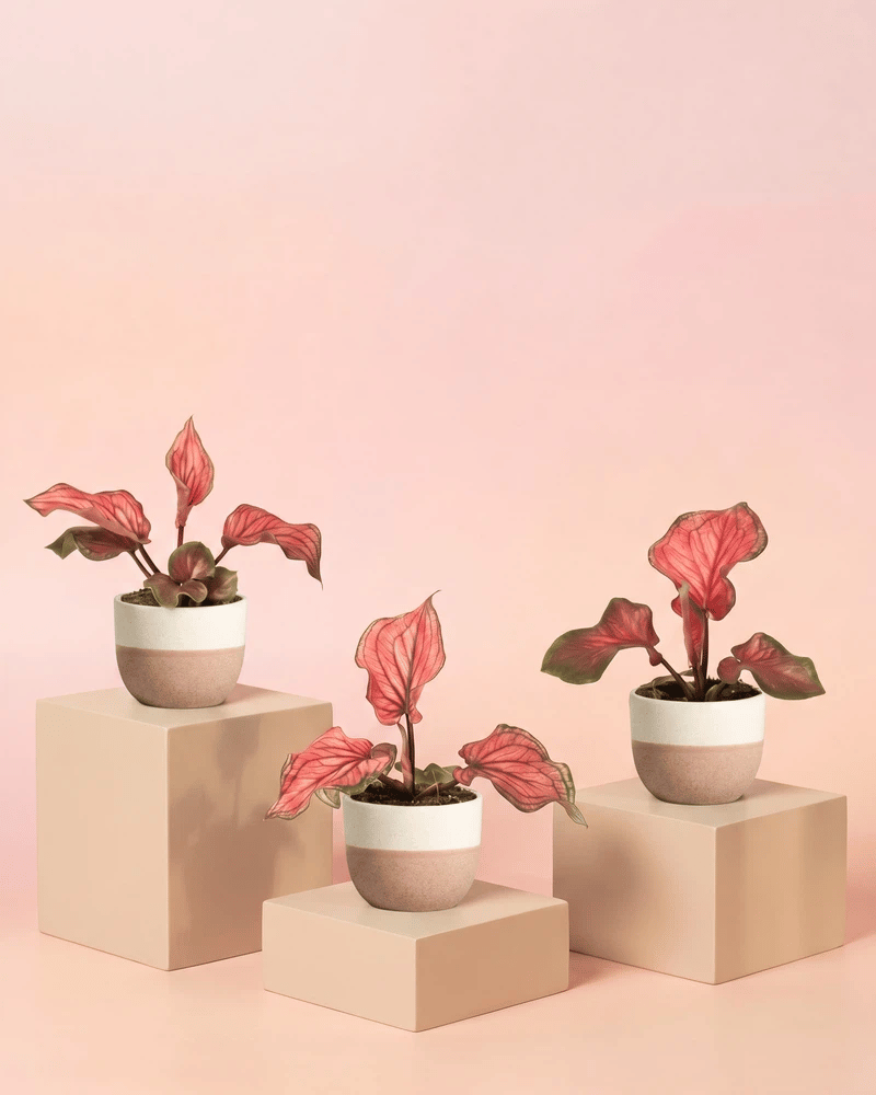 feey-baby-caladium-lucia-3er-set-mini-pflanzen-pink image 5