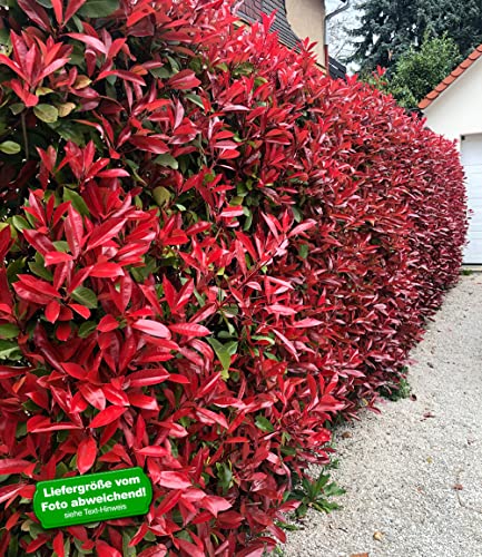 baldur-garten-immergr-ne-photinia-red-robin-5er-set-im-9x9-cm-topf image 6