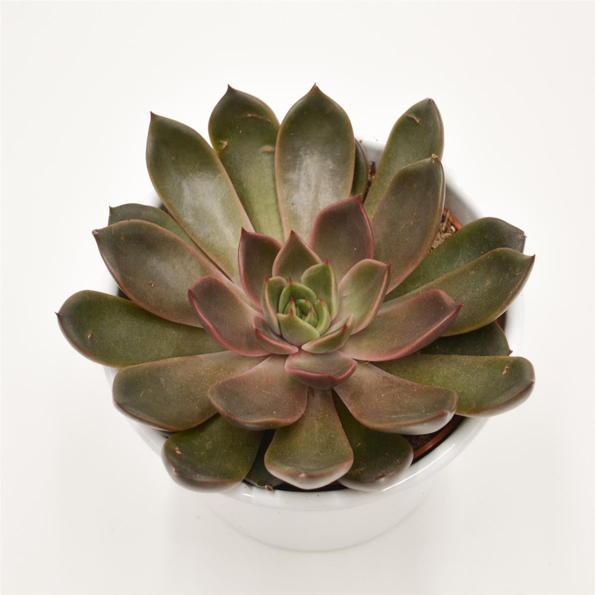 pasiora-echeveria-mariposa-rosetten-sukkulente-10-5cm image 2