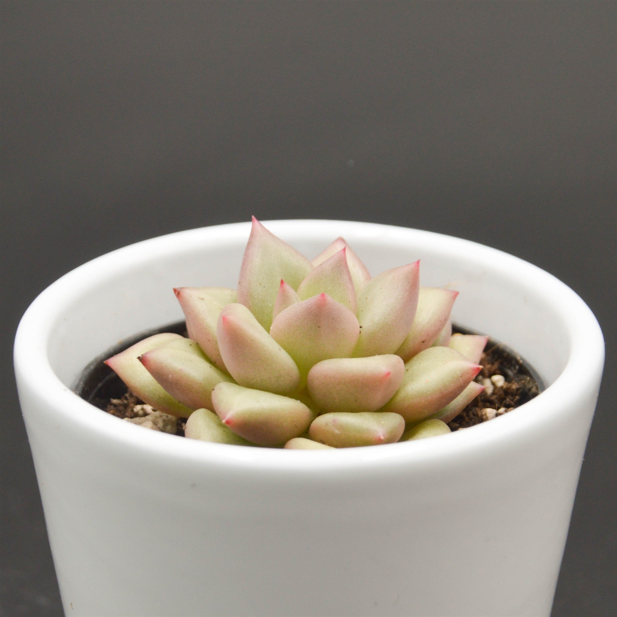 pasiora-echeveria-agavoides-j-c-van-keppel-6cm image 1