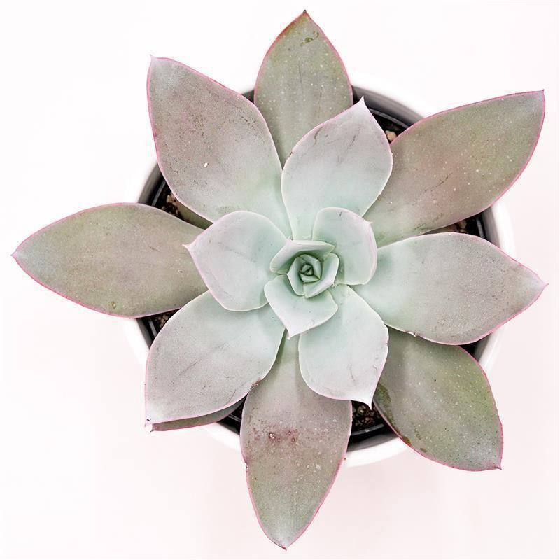 pasiora-echeveria-cante-sukkulente-12-cm image 1