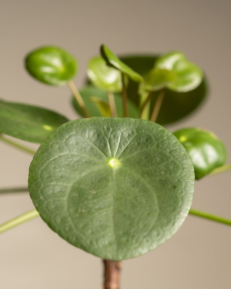feey-ufopflanze-b-umchen-pilea-peperomioides-pancake-plant-klein image 2