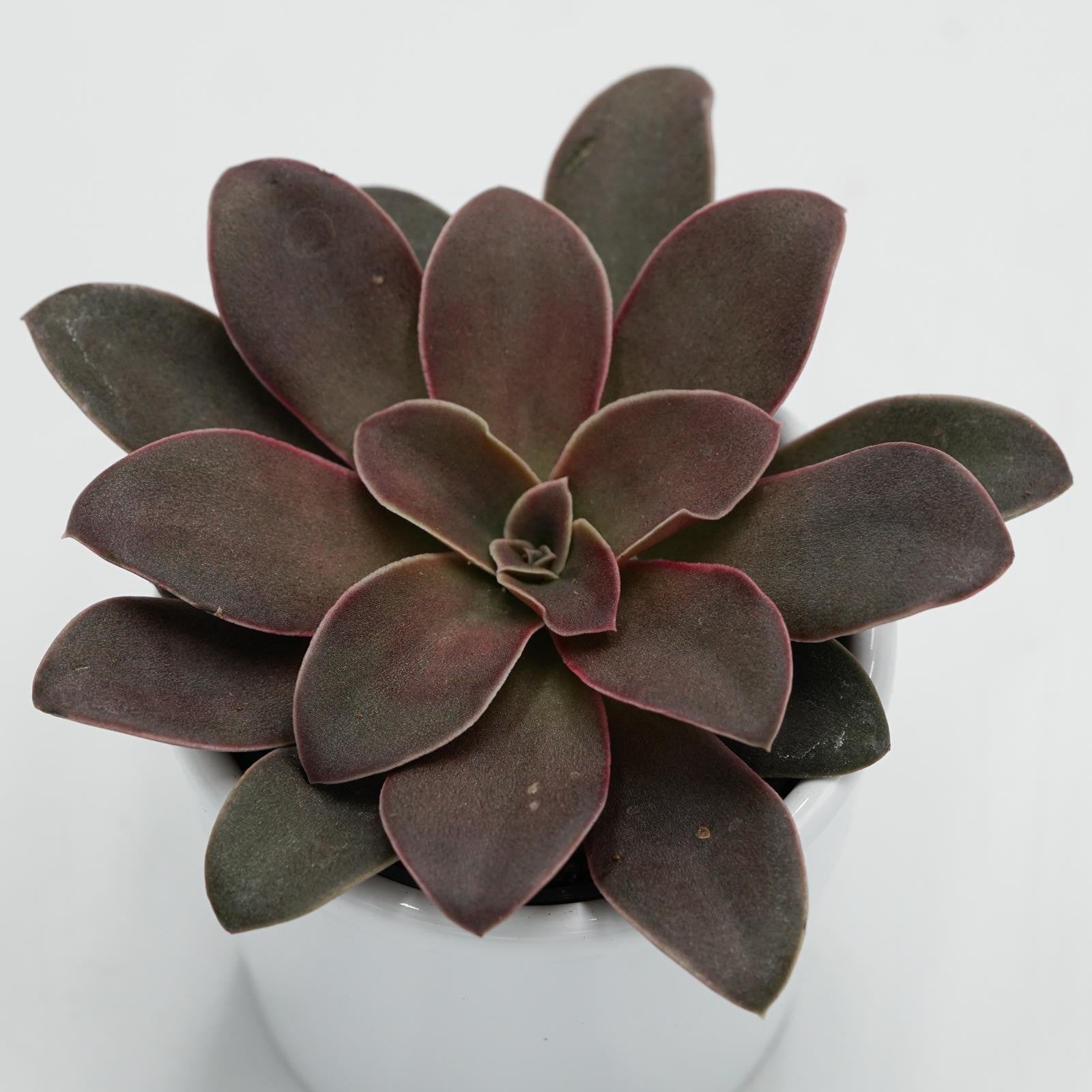 pasiora-echeveria-racemosa-sukkulente-6cm image 3