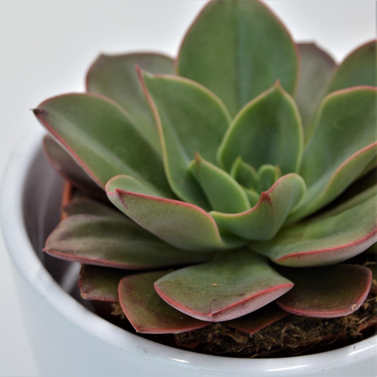 pasiora-echeveria-salsa-verde-sukkulente-8-5cm-topf image 1