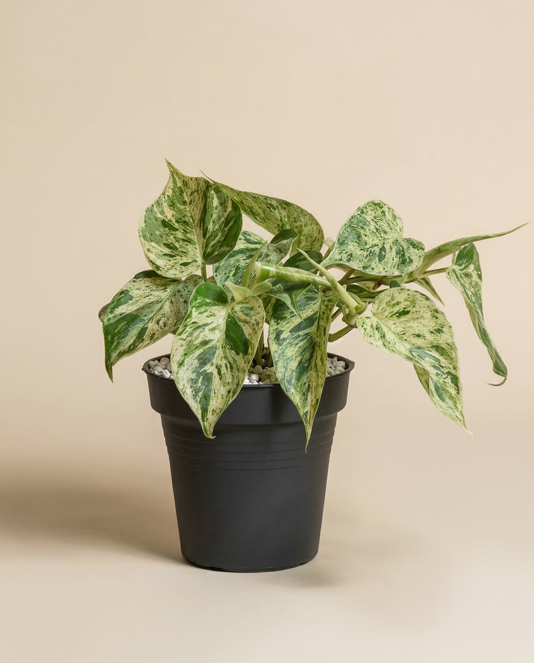 feey-philodendron-oxycardium-variegata-schweizer-zimmerpflanze image 3