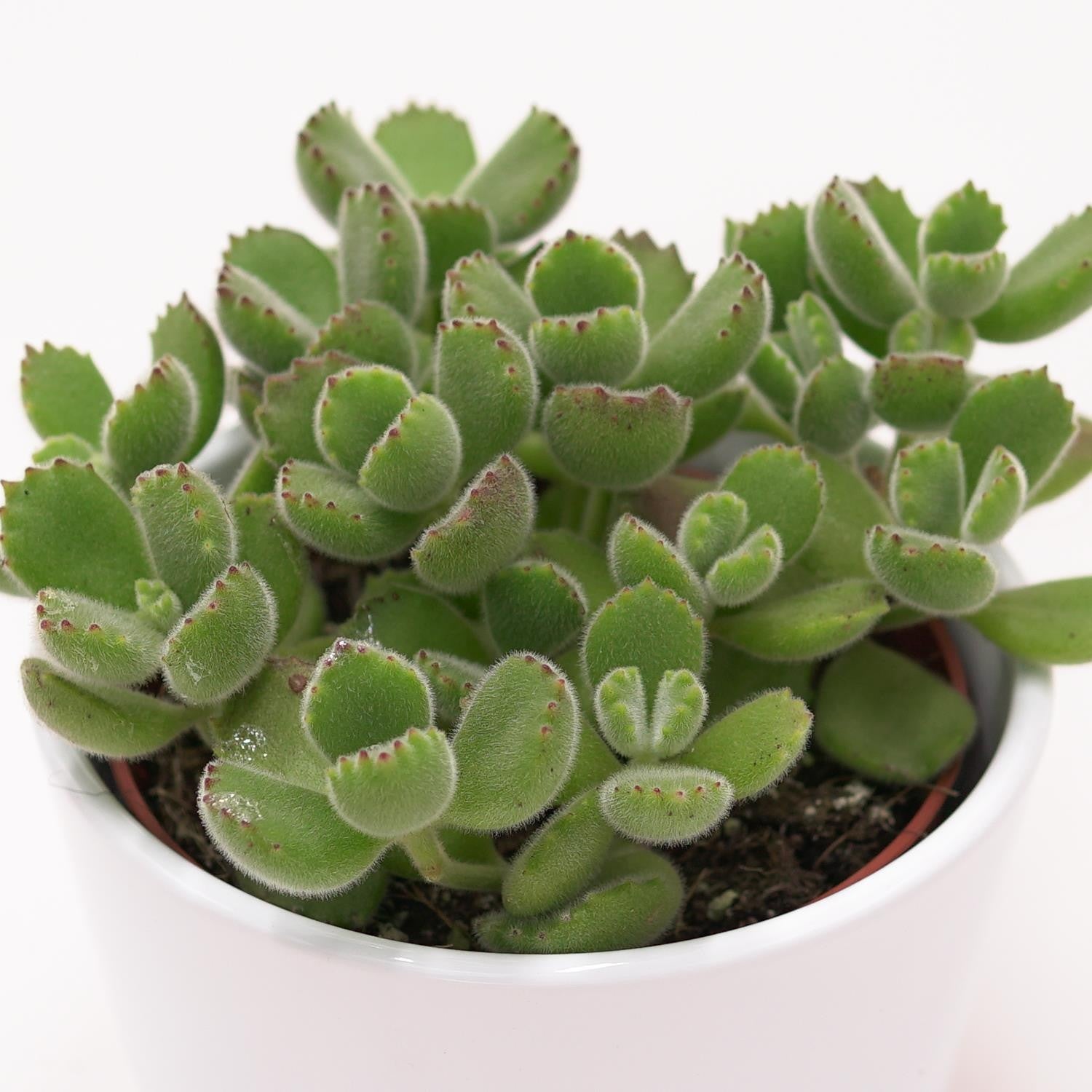 pasiora-cotyledon-tomentosa-b-rentatze-sukkulente-im-8-5cm-topf image 2