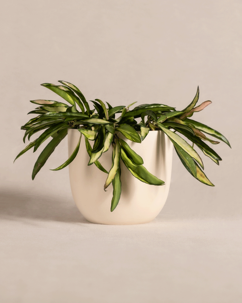 feey-hoya-wayetii-tricolor-porzellanblume-klein image 6