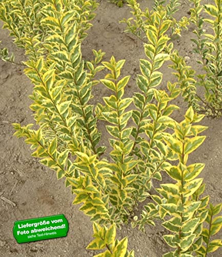 baldur-garten-gold-liguster-heckenpflanze-im-9x9-cm-topf image 4
