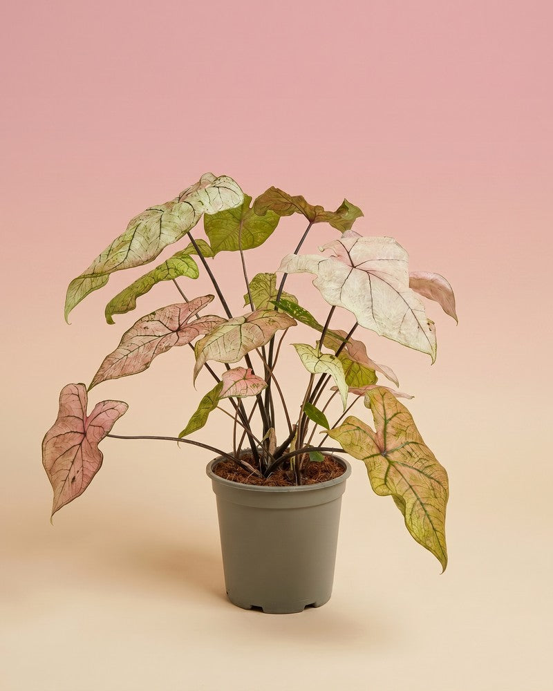 feey-caladium-spring-fling-zimmerpflanze image 3