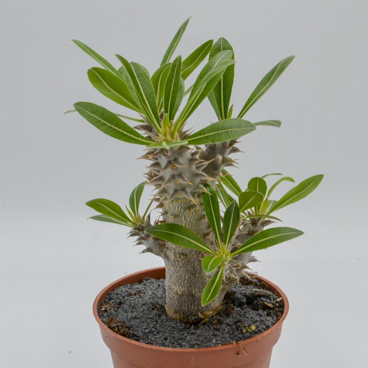 pasiora-pachypodium-saundersii-sukkulente-13cm-topf image 3