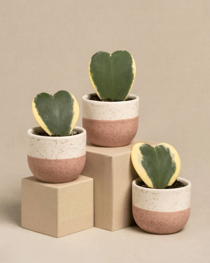 feey-herzblatt-trio-panaschiert-hoya-kerrii-variegata-3-babypflanzen image 4