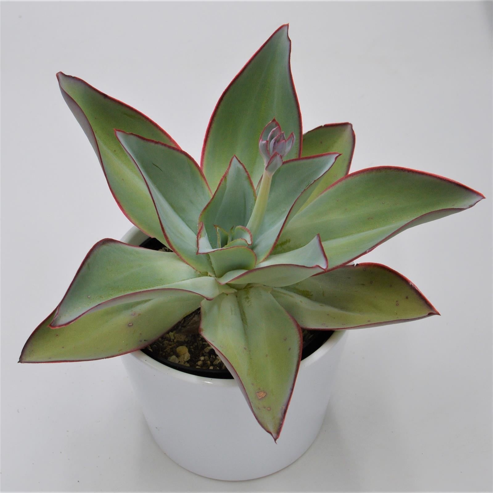 pasiora-echeveria-subrigida-sukkulente-12-cm-topf image 1