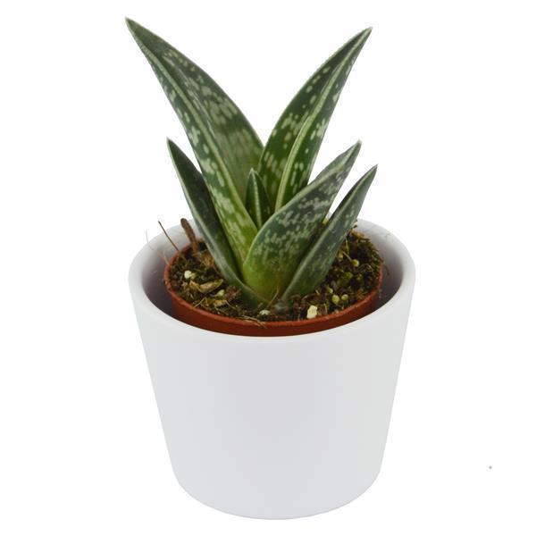 pasiora-aloe-variegata-tiger-aloe-sukkulente-5-5cm-topf image 3