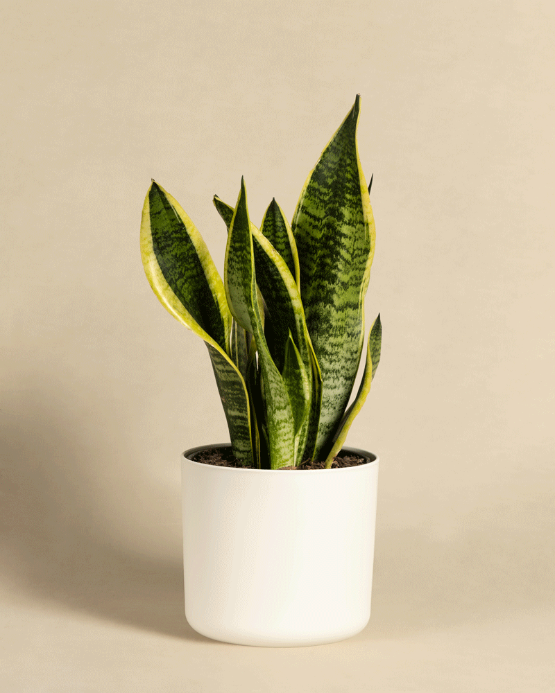 feey-schwiegermutterzunge-sansevieria-trifasciata-laurentii-zimmerpflanze image 8