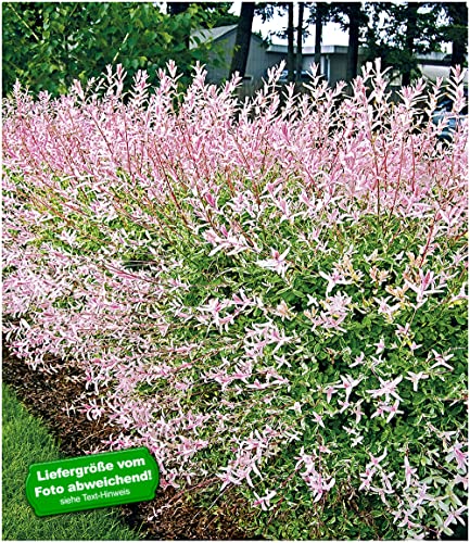 baldur-garten-salix-hecke-hakuro-nishiki-11-cm-topf image 5