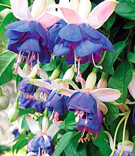 baldur-garten-3x-winterharte-fuchsie-blue-sarah-im-9x9-cm-topf image 5