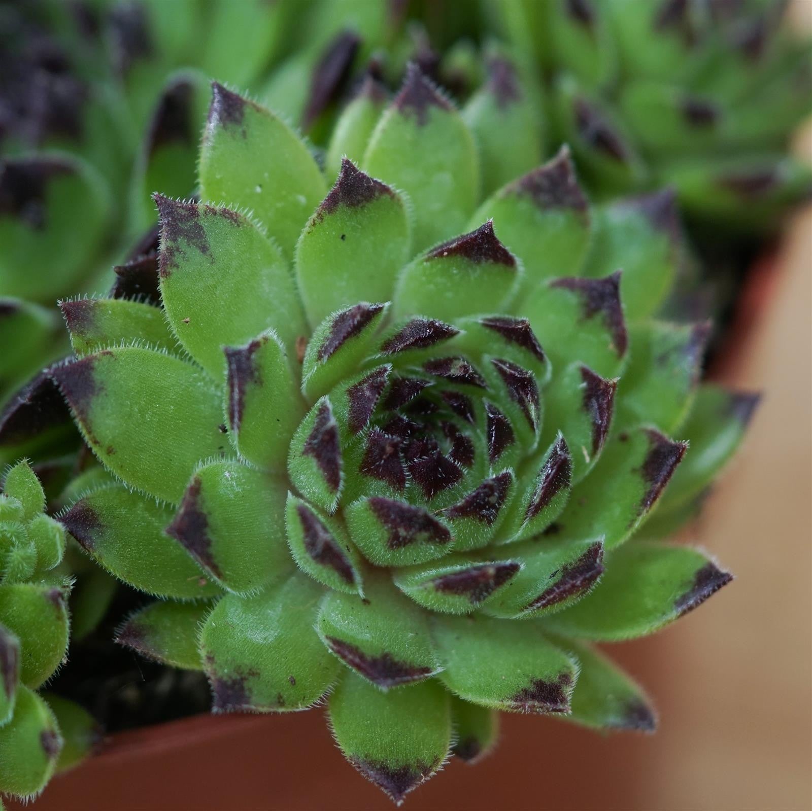 pasiora-sempervivum-mix-3-st-ck-sukkulenten-set-10-5-cm-t-pfe image 7