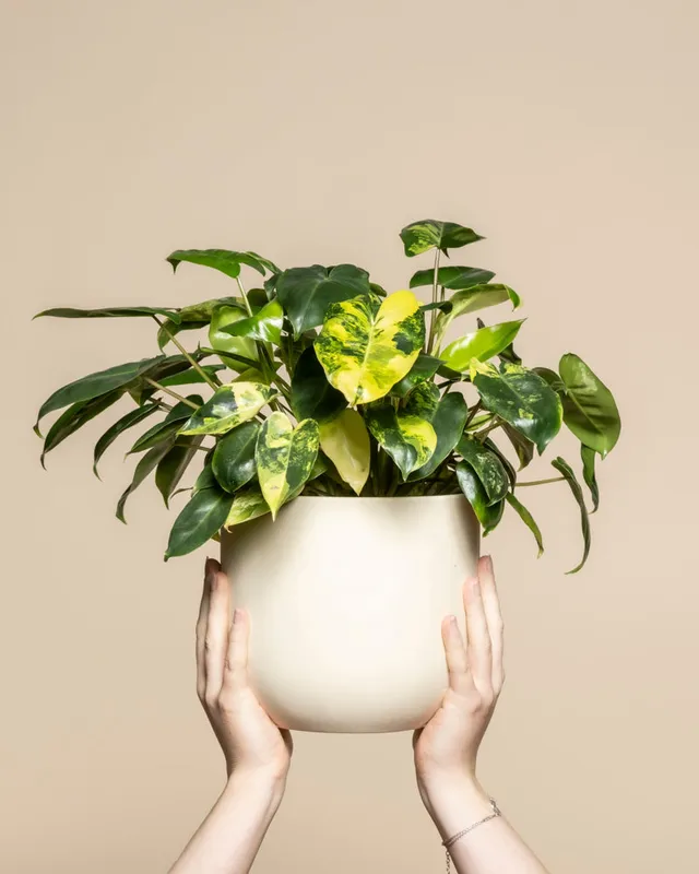 feey-philodendron-burle-marx-variegata-zimmerpflanze-rarit-t image 1
