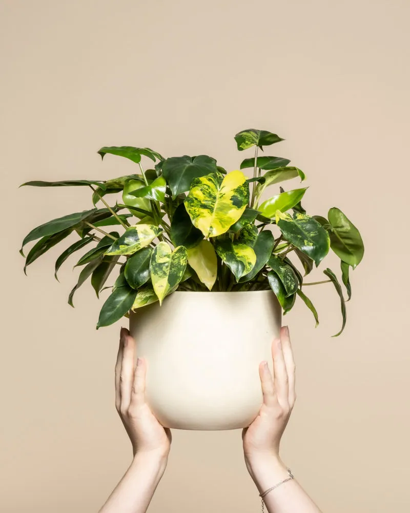 feey-philodendron-burle-marx-variegata-zimmerpflanze-rarit-t image 1