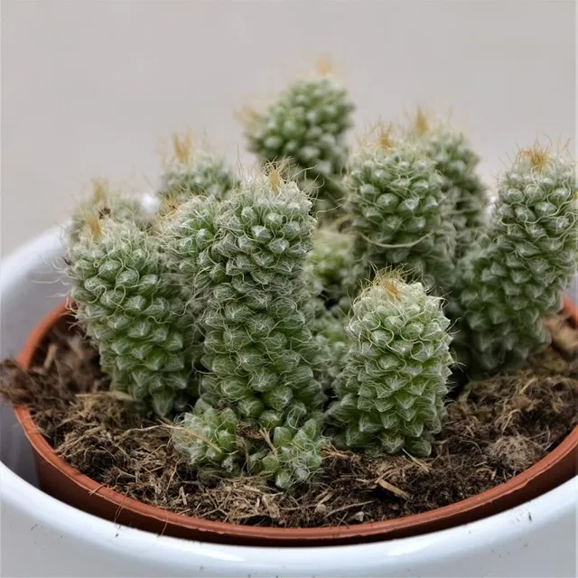 pasiora-anacampseros-baeseckei-sukkulente-8-5cm-topf image 1