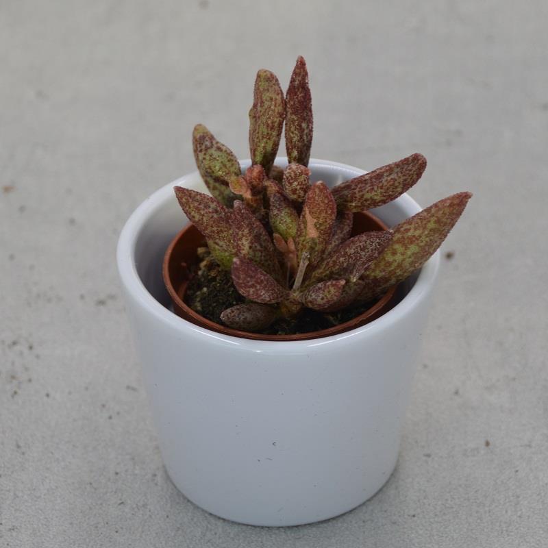 pasiora-adromischus-marianiae-var-antidorcatum-sukkulente-5-5cm image 1