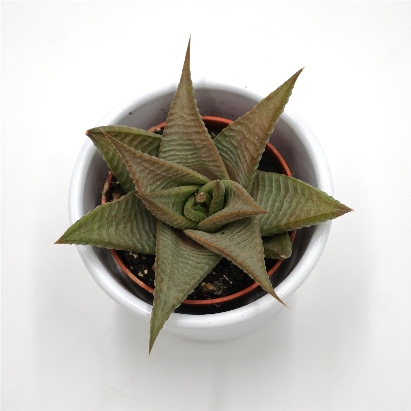 pasiora-haworthia-limifolia-roux-sukkulente-5-5-cm-topf image 1
