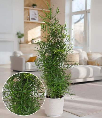 baldur-garten-asparagus-falcatus-pyramide-im-19-cm-topf-ca-80-cm image 3