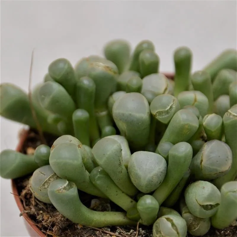 pasiora-fenestraria-aurantiaca-fensterblume-8-5cm-topf image 1