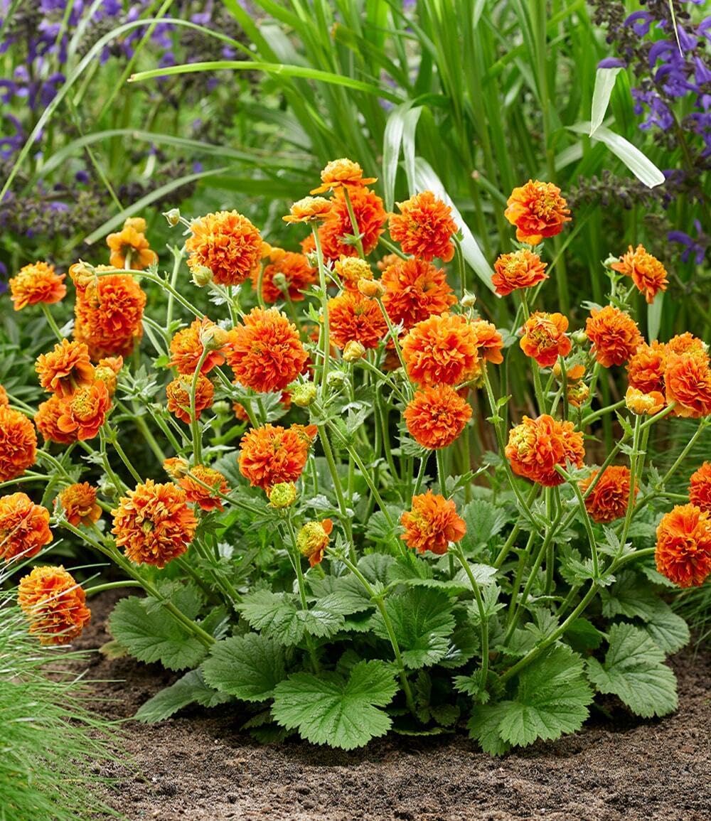 baldur-garten-geum-orange-pumpkin-3x-staude-9x9-cm image 3