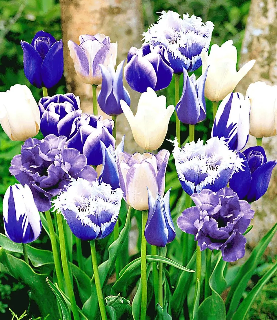 baldur-garten-tulpen-mix-perfect-partners-blue-blend-30-zwiebeln image 1