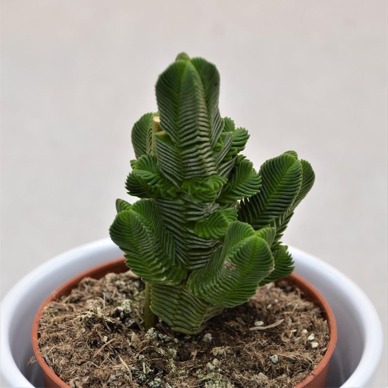 pasiora-crassula-pyramidalis-sukkulente-8-5cm image 1
