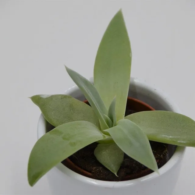 pasiora-dudleya-brittonii-sukkulente-5-5cm-topf image 1