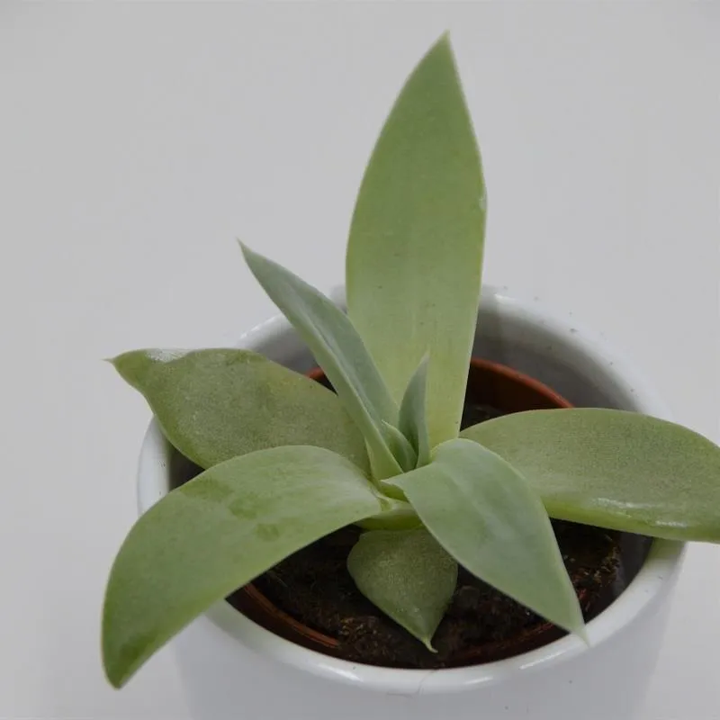 pasiora-dudleya-brittonii-sukkulente-5-5cm-topf image 1