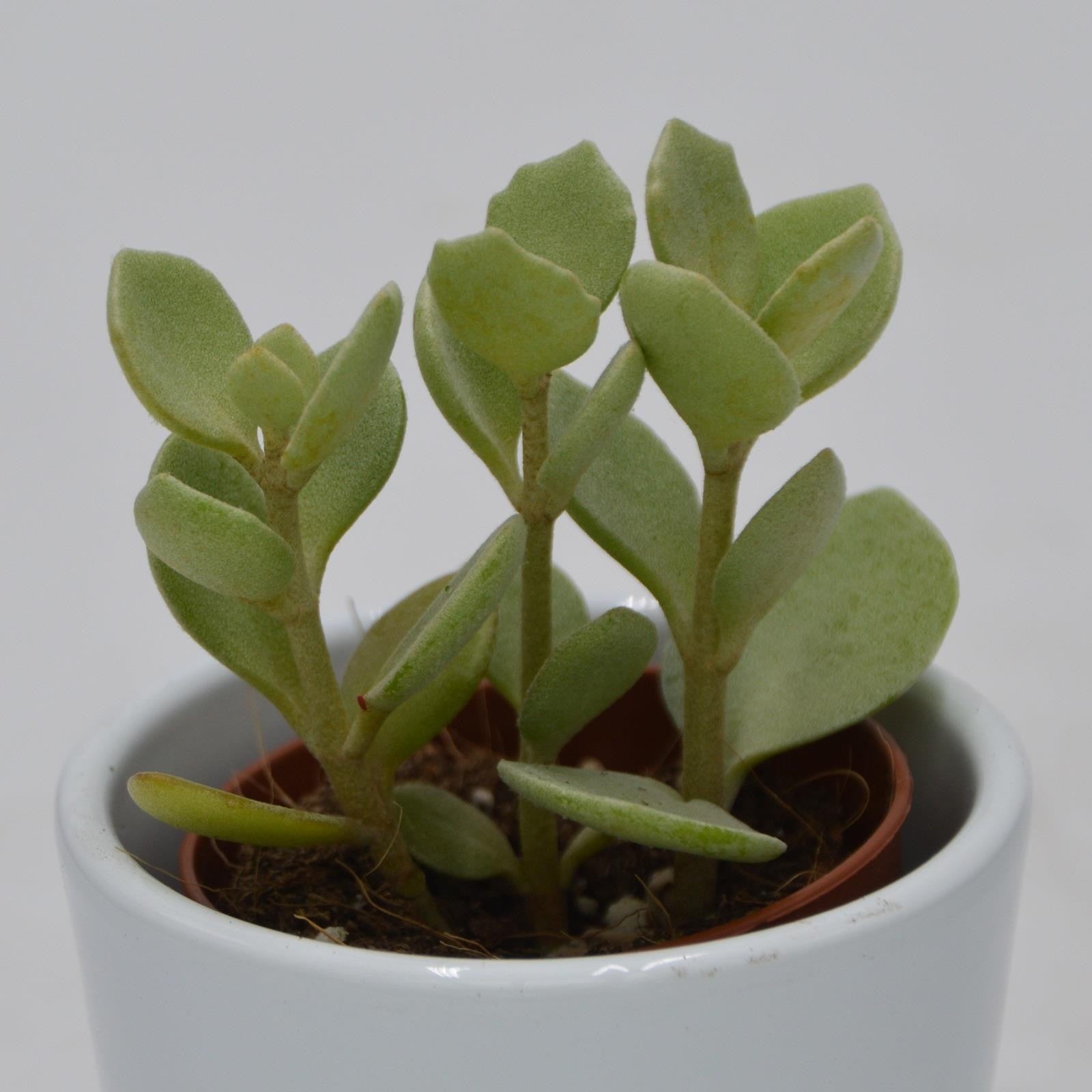 pasiora-kalanchoe-hildebrandtii-sukkulente-5-5cm-topf image 1