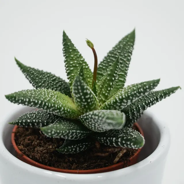 pasiora-haworthia-eon-5-5cm-mini-sukkulente image 1