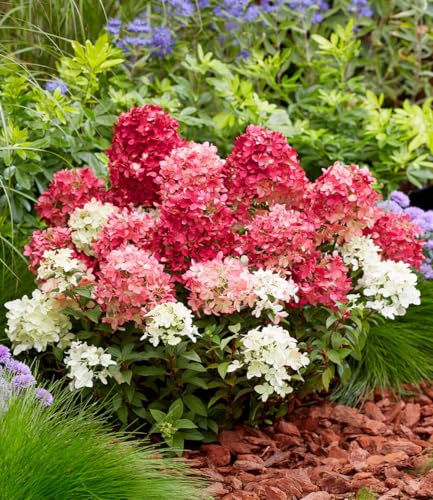 baldur-garten-niedrige-hortensie-groundbreaker-ruby-pflanze-im-14-cm-topf image 7