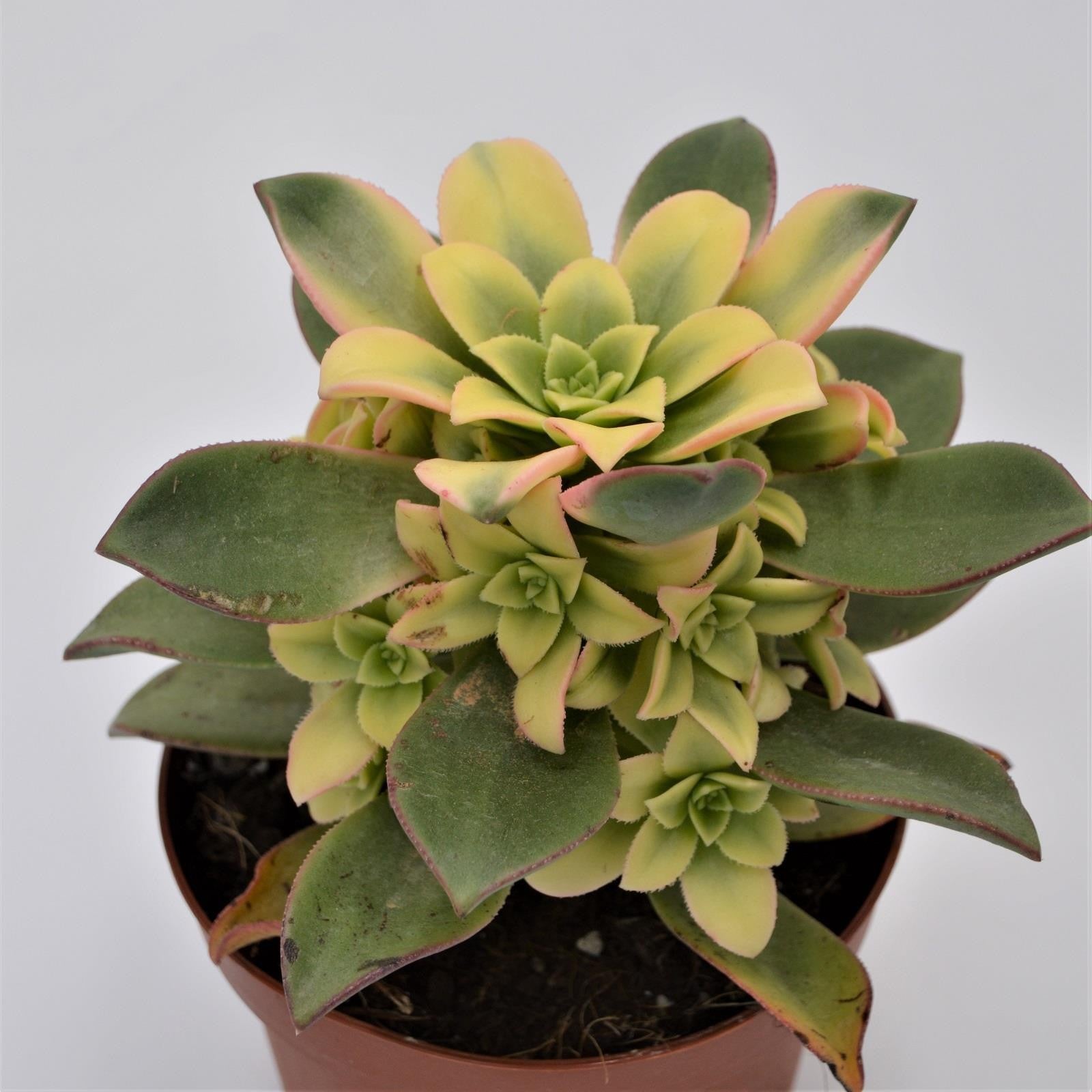 pasiora-aeonium-haworthii-dream-color-sukkulente-12cm-topf image 2