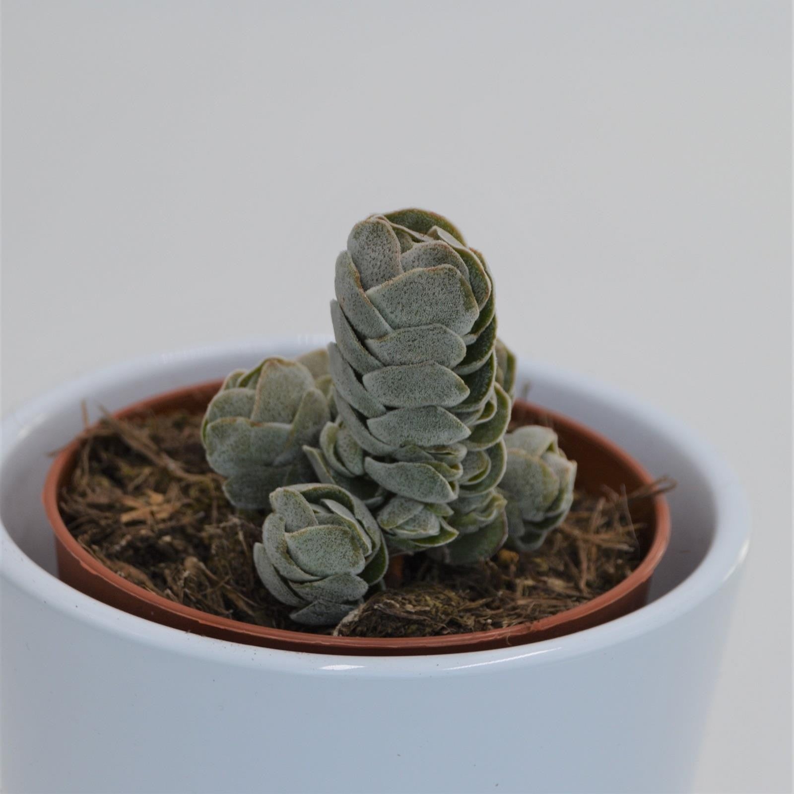 pasiora-crassula-pangolin-dickblatt-sukkulente-8-5cm-topf image 1