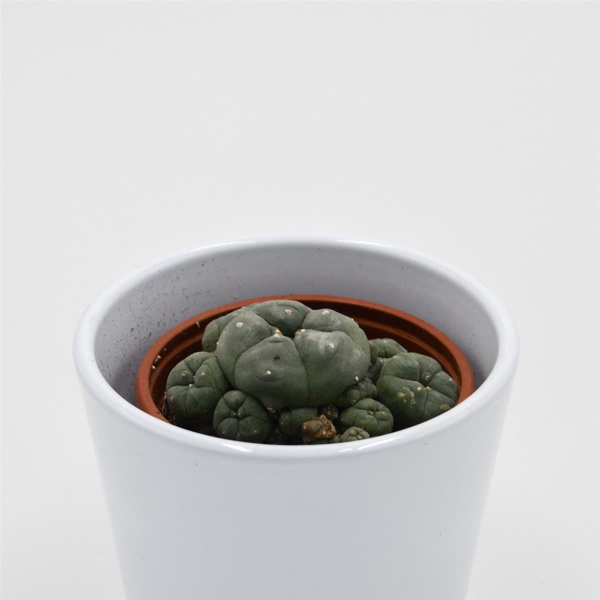 pasiora-lophophora-williamsii-cluster-peyote-kaktus-8-5cm image 4