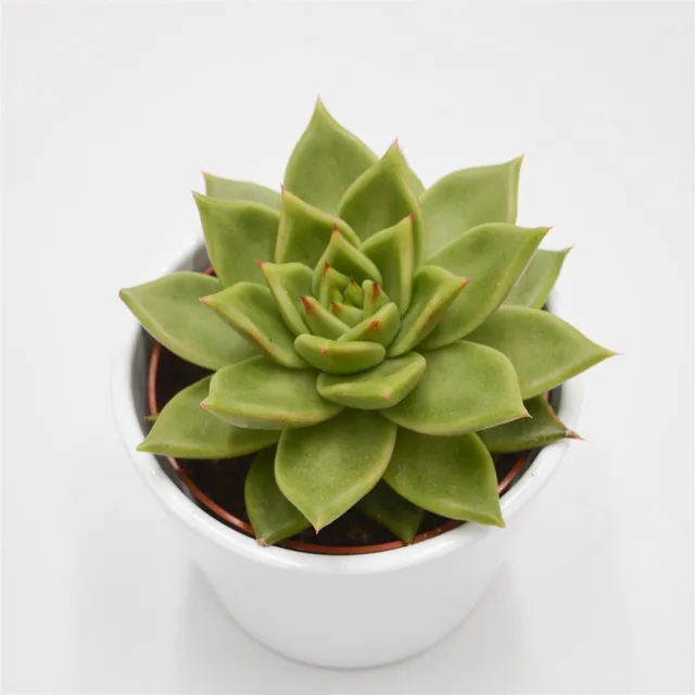 pasiora-echeveria-elize-sukkulente-10-5cm-topf image 1