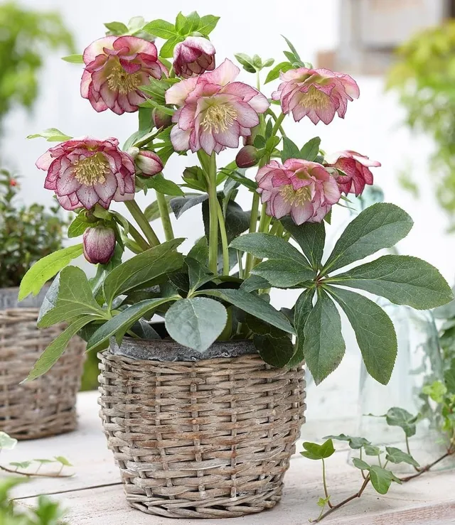 baldur-garten-christrose-double-ellen-picot-e-9x9-cm-topf image 1