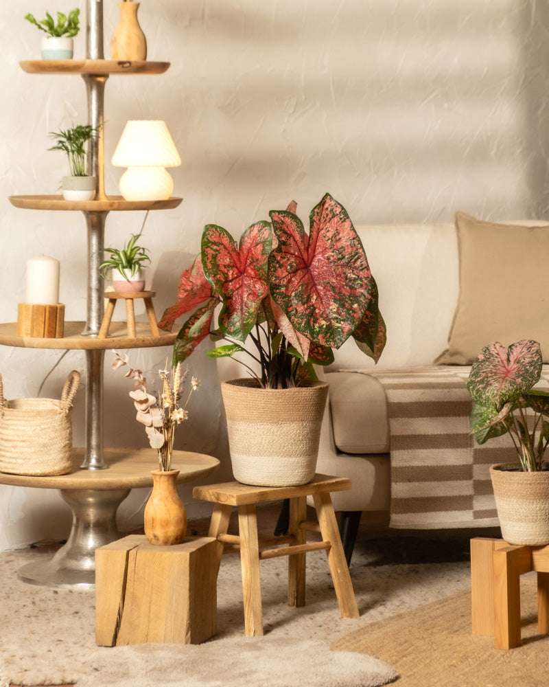 feey-caladium-lava-glow-zimmerpflanze image 4