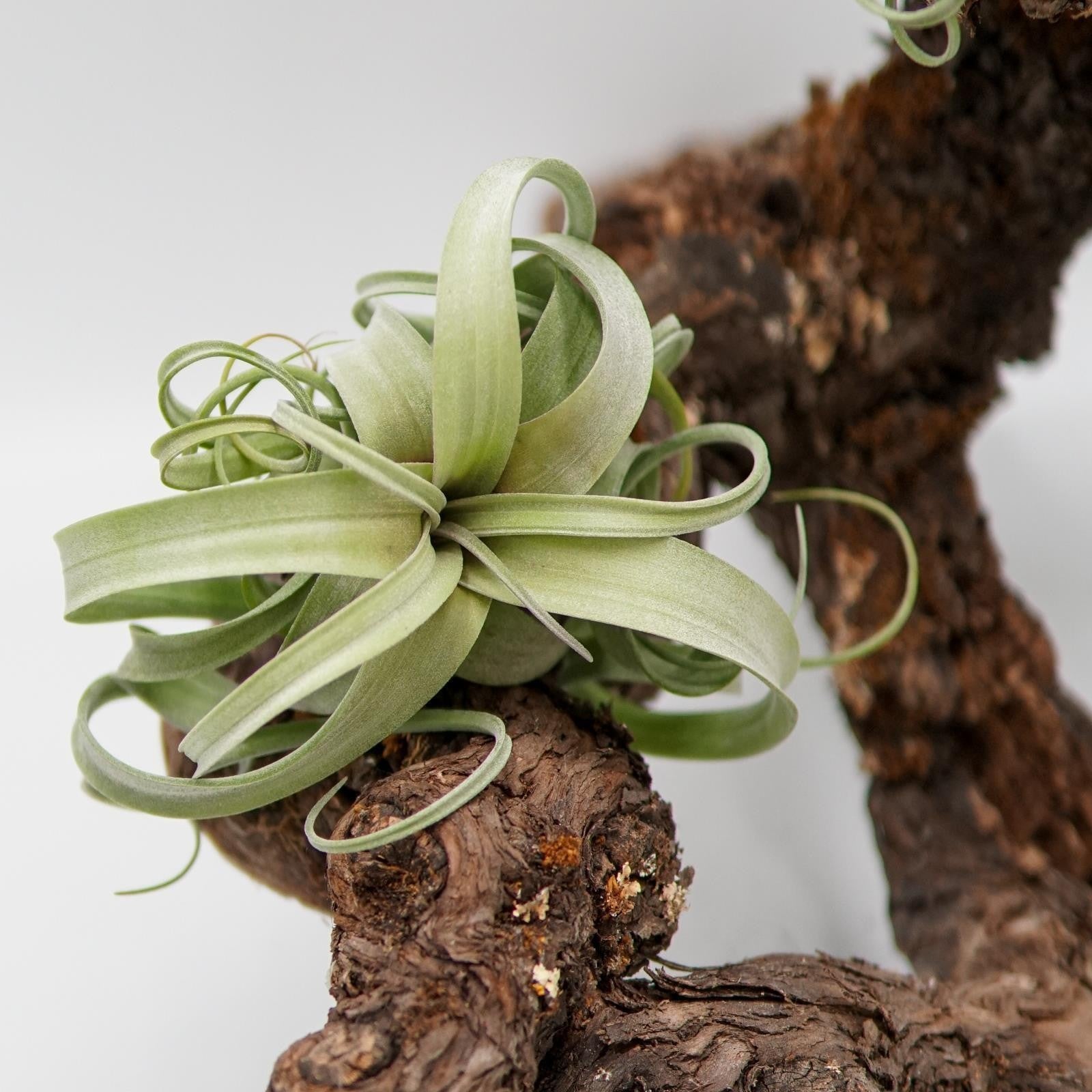 pasiora-tillandsia-curly-slim-luftpflanze-bromelie image 2