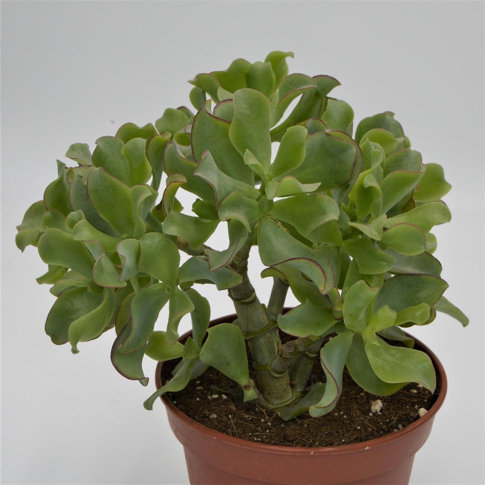 pasiora-crassula-arborescens-undulatifolia-17-cm-topf image 2