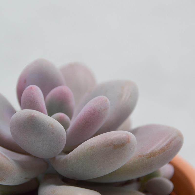 pasiora-pachyphytum-oviferum-pink-moonstones-6cm-topf image 6