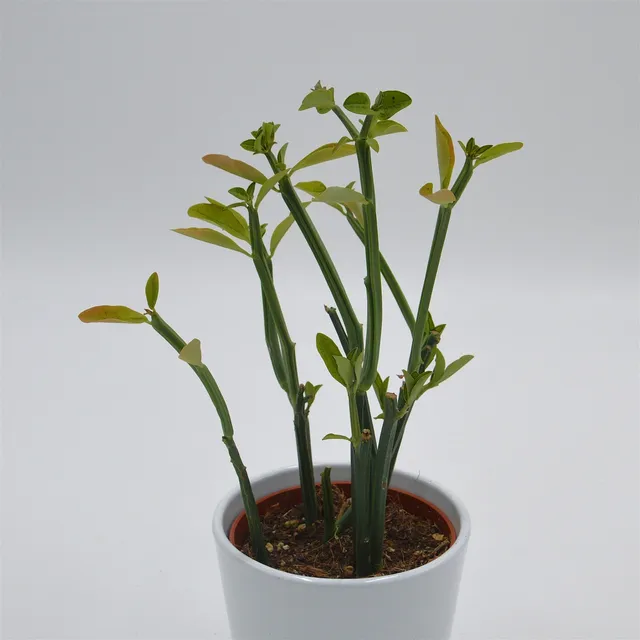 pasiora-euphorbia-phosphorea-sukkulente-10-5-cm-topf image 1
