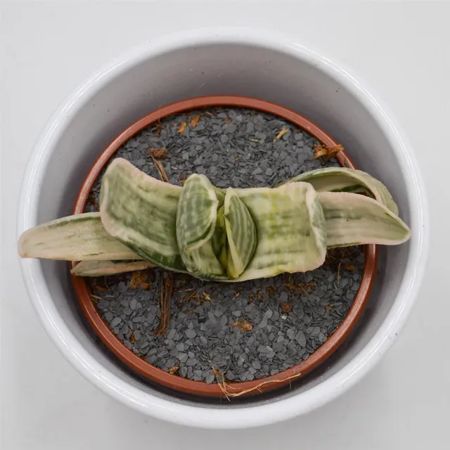 pasiora-gasteria-marmorata-f-variegata-sukkulente-8-5cm-topf image 1