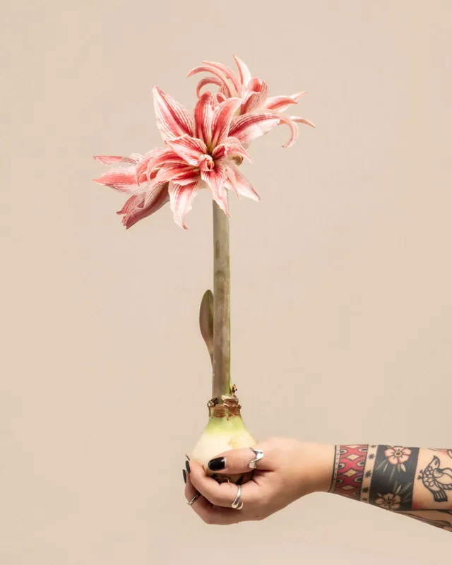 feey-amaryllis-hippeastrum-ritterstern-zwiebel-in-rot-wei-rot-wei image 1