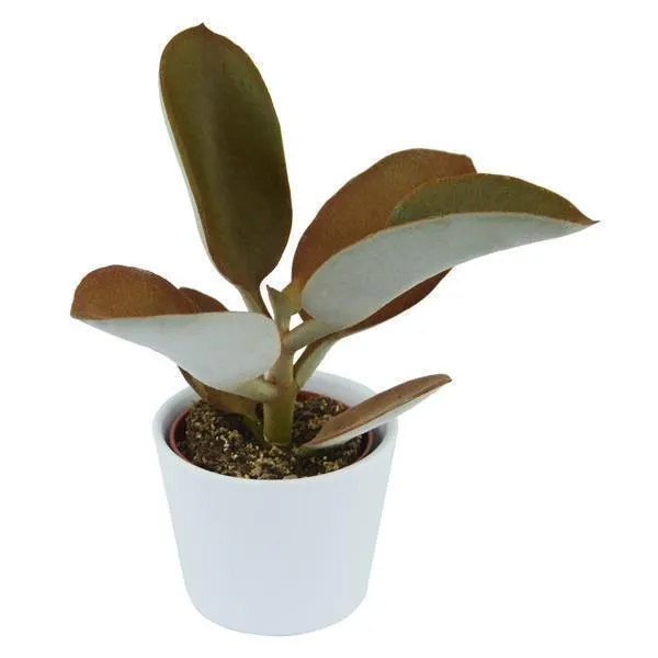 pasiora-kalanchoe-orgyalis-6-cm-sukkulente image 1